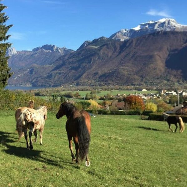 Cheval Annecy